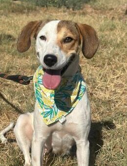 Lola sucht ihre für immer Familie! - Krefeld