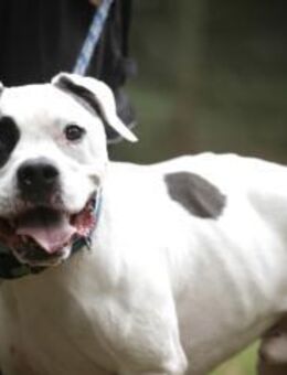 Flocke sucht ein standfestes Zuhause - Pirmasens