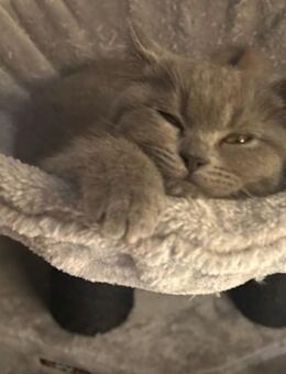 Bkh Katze - Bremen