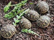 Griechische Landschildkröten NZ 2023 - Erzhausen