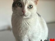 Princesa eine königliche Schmusekatze - Stein-Wingert