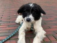 Bruno sucht ein neues Zuhause - Lingen (Ems)