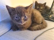 BKH Kitten Abgabereit - Gimbsheim