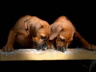 Rhodesien Ridgeback Welpen mit Papiere - Wangen (Allgäu)