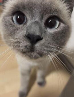 Katze BKH/Heilige Birma Mix - Allmendingen