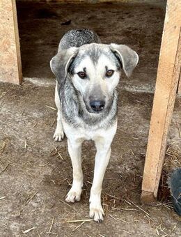 Smarty wünscht sich ein eigenes Körbchen - Großefehn