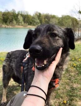 Leo von kettenlos - Bollingstedt