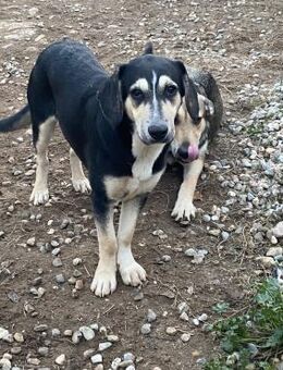 ❤️Fröhliches Junghundmädchen Milinda❤️ - Eislingen (Fils)