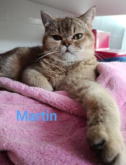 Süße BKH Kitten NUR NOCH 2 KITTEN - Unterschleißheim