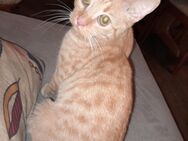Kastrierter Kater - Gelsenkirchen