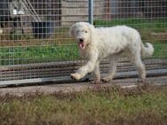 Sanfter Harka in 46395 Bochholt - Essen