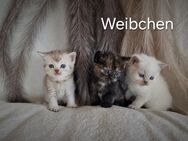 BKH Kitten reinrassig - Reichshof