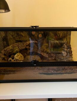 Terrarium Set + Leopardgecko - Schwerte (Hansestadt an der Ruhr)