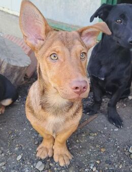 Traumhund Taylor sucht seine 2. Chance - Obertshausen