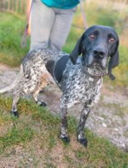 Bobby - Sonnenschein - Würzburg