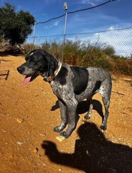Campi - bildschön und herzensgut - Ratekau
