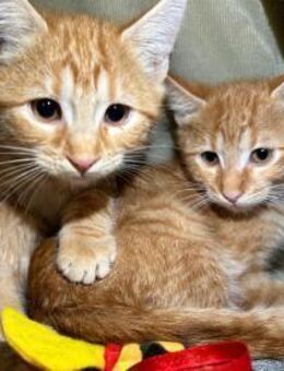 2 Schmuse-Kittenkaterchen suchen dich - Esslingen (Neckar)