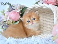 BKH / BLH Britisch Langhaar Golden Shaded Kitten, Junge TEDDY Zucht - Frankfurt (Main)