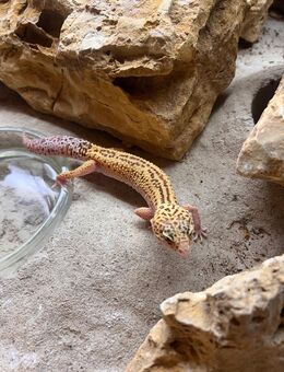 Geckos mit Terrarium - Rudolstadt