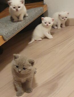 Süße, verschmuste Babykatzen, Kitten BKH - Kelsterbach