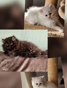 3 Perserkitten suchen ein wunderschönes Zuhause - Ottenhöfen (Schwarzwald)