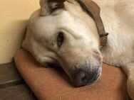 Simba - Labrador Liebhaber gesucht - Berlin