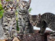 BKH Katzenbabys - Nassau