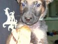 Toller Malinois X Herder Welpe Schäferhund in 94474