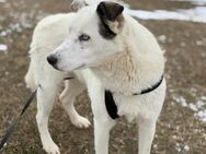 Ryder soll nicht im Shelter aufwachsen - Blankenheim (Nordrhein-Westfalen)