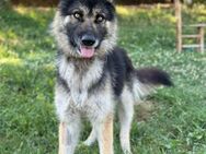 Husky-Mix sucht Familie ❤️ - Mylau