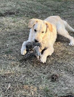 Coco, zauberhafter weißer Zottel, ca. 8 - Vaterstetten