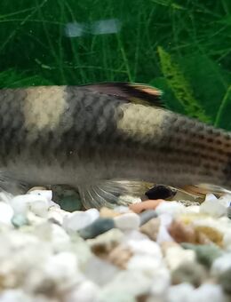 Prachtalgenfresser, Garra fluvatra - Hohenroth