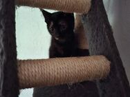 1 katzenbabys abzugeben - Plein