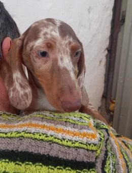 Alpha, süßer Kurzhaardackelwelpe - Remagen