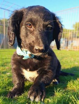 Peaches, super freundlich, lieb (E) - Ludwigshafen (Rhein)