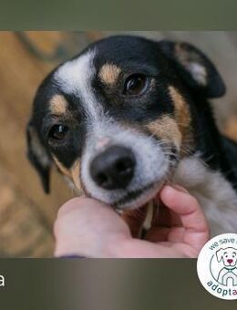 Ella: Sucht ein Zuhause - Kirchzell