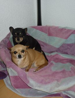 Chihuahua - Riedlingen Zentrum