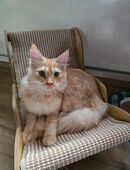 Maine Coon Mädchen in 42655