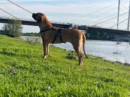 Mara fila brasilero cane-corso mix - Duisburg