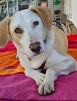 Bodhi wartet im Tierheim Sulzbach - Bad Vilbel