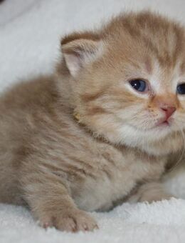 Das BESONDERE !! Britisch Kurzhaar Babys in Chocolate-Silver-Tabby u. Cinnamon-silver-Tabby !! - Köln