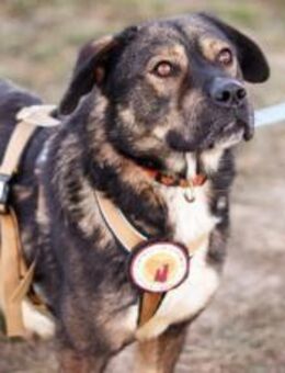 Malibu sucht ein Zuhause - München