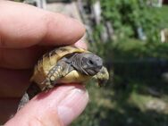Griechische Landschildkröte Ostrasse (THB) aus Lehrte - Lehrte Zentrum