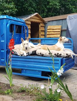 Lastendreirad - TukTuk- Ape - Greenspeed - CargoRunner - Hauenstein