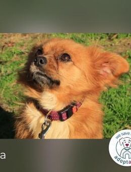 Tika: Liebevolles Kämpferherz - Kirchzell