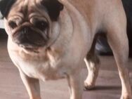 2 liebe hunden - Emmerich (Rhein)