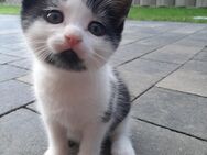 Katzenbaby Kitten sucht liebevolles Zuhause - Nümbrecht