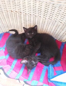Schwarze Kitten - Dunningen