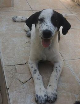 Tiana - Lieblingsmenschen gesucht! - Alfeld (Leine)