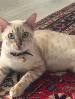 Snow Bengal in liebevolle Hände abzugeben - Berlin